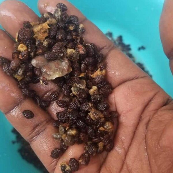 Iboga Seeds Herbal Online