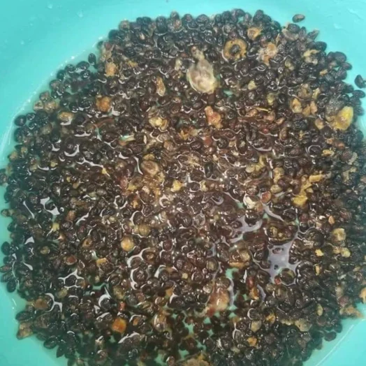 Buy Iboga Seeds Online
